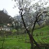 La vieja peral en plena floración