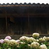 Hortensias mirando al alero del horreo