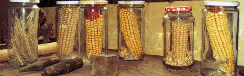 Frascos con maíz