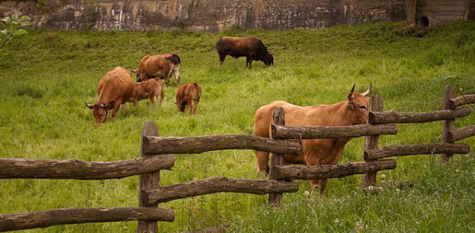 Foto vacas en nuestro prado
