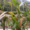Planta de maíz con mazorca/panoya
